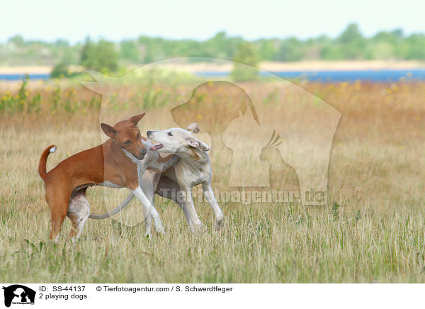 2 spielende Hunde / 2 playing dogs / SS-44137