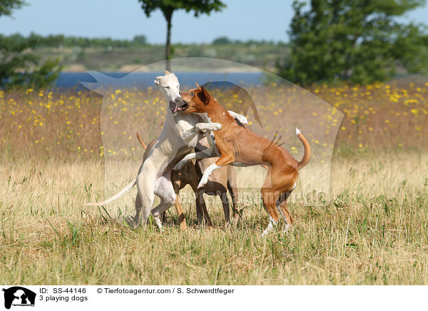 3 spielende Hunde / 3 playing dogs / SS-44146