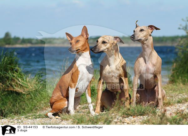 3 dogs / SS-44153