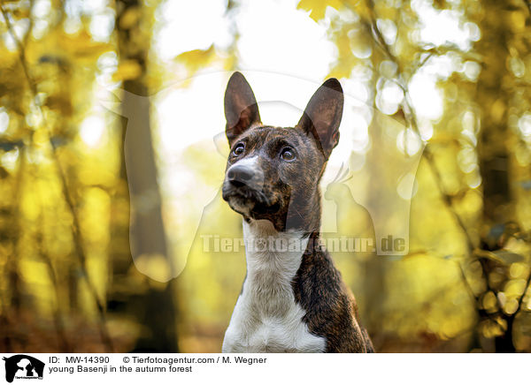 junger Basenji im  herbstlichen Wald / young Basenji in the autumn forest / MW-14390