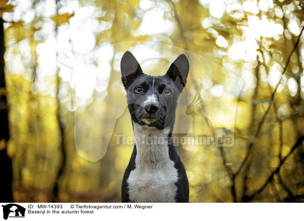 Basenji in the autumn forest / MW-14393