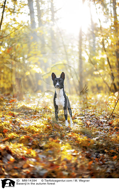 Basenji im herbstlichen Wald / Basenji in the autumn forest / MW-14394