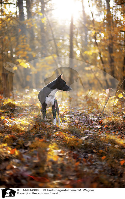Basenji im herbstlichen Wald / Basenji in the autumn forest / MW-14396