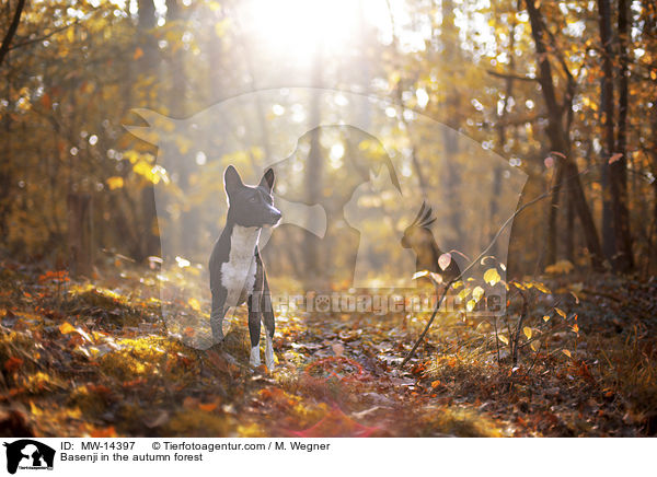 Basenji im herbstlichen Wald / Basenji in the autumn forest / MW-14397