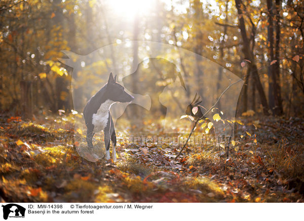 Basenji im herbstlichen Wald / Basenji in the autumn forest / MW-14398