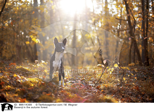 Basenji in the autumn forest / MW-14399