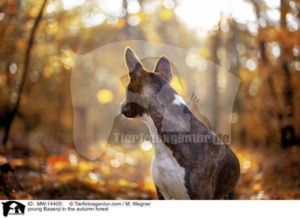 young Basenji in the autumn forest / MW-14405
