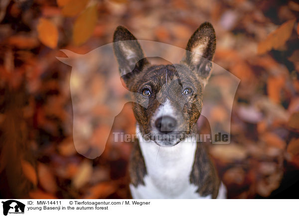 junger Basenji im  herbstlichen Wald / young Basenji in the autumn forest / MW-14411