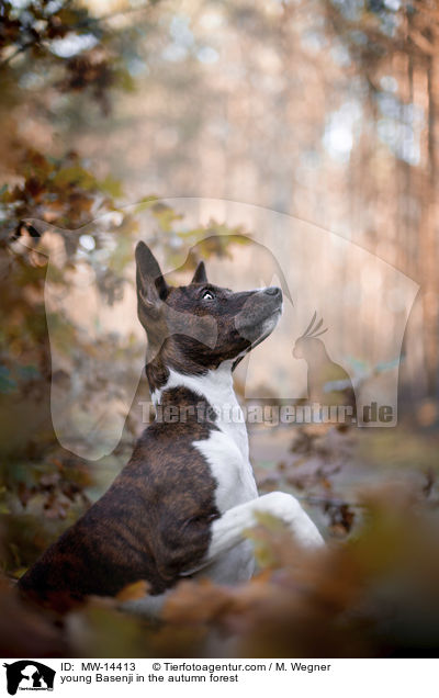 junger Basenji im  herbstlichen Wald / young Basenji in the autumn forest / MW-14413