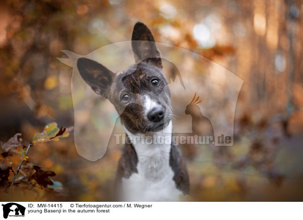 junger Basenji im  herbstlichen Wald / young Basenji in the autumn forest / MW-14415