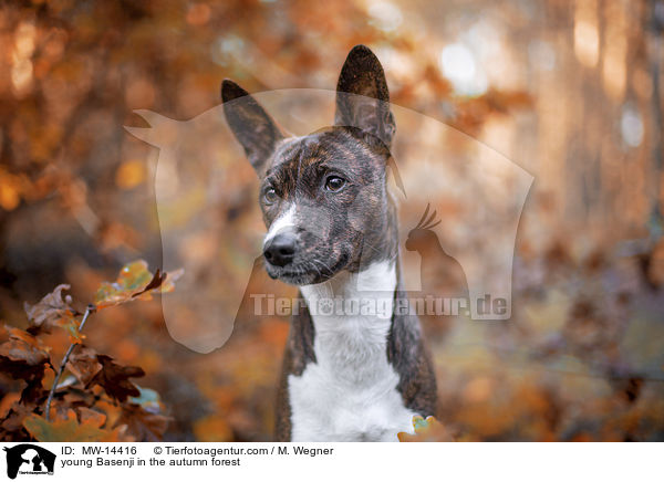 junger Basenji im  herbstlichen Wald / young Basenji in the autumn forest / MW-14416