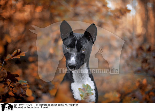 Basenji im herbstlichen Wald / Basenji in the autumn forest / MW-14420