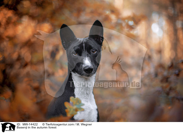 Basenji im herbstlichen Wald / Basenji in the autumn forest / MW-14422
