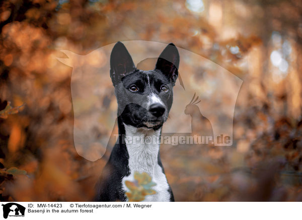Basenji in the autumn forest / MW-14423