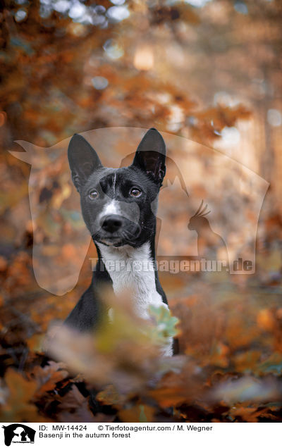 Basenji im herbstlichen Wald / Basenji in the autumn forest / MW-14424