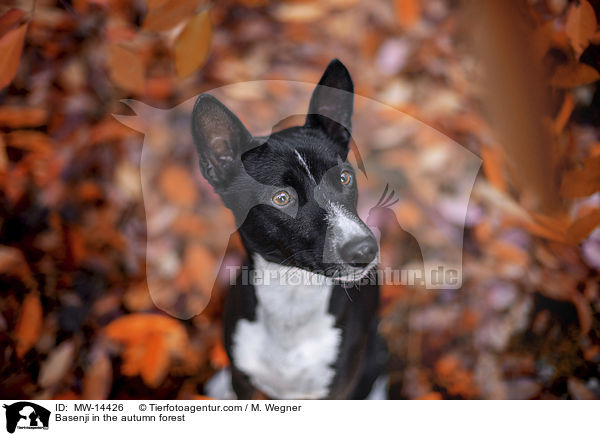Basenji in the autumn forest / MW-14426