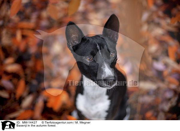 Basenji im herbstlichen Wald / Basenji in the autumn forest / MW-14427