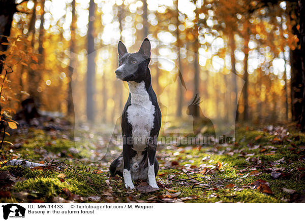 Basenji in the autumn forest / MW-14433