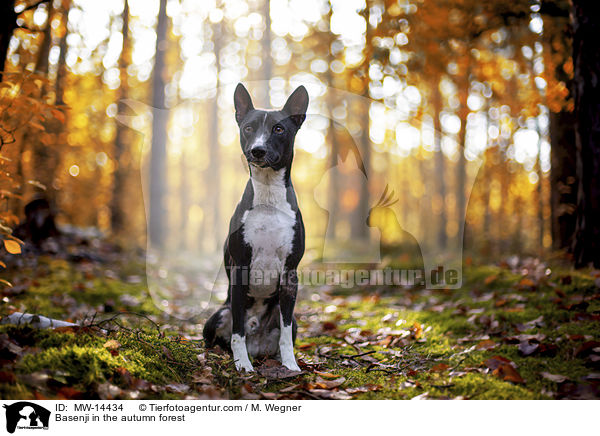 Basenji in the autumn forest / MW-14434