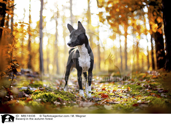 Basenji in the autumn forest / MW-14436