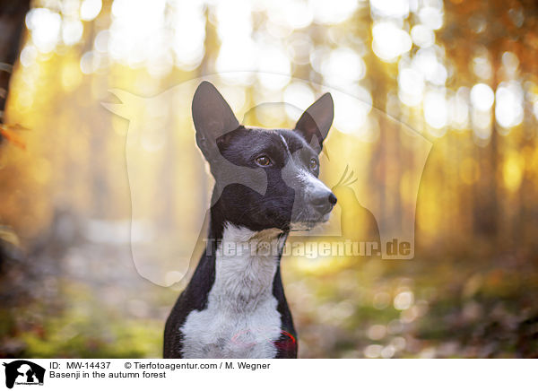 Basenji in the autumn forest / MW-14437