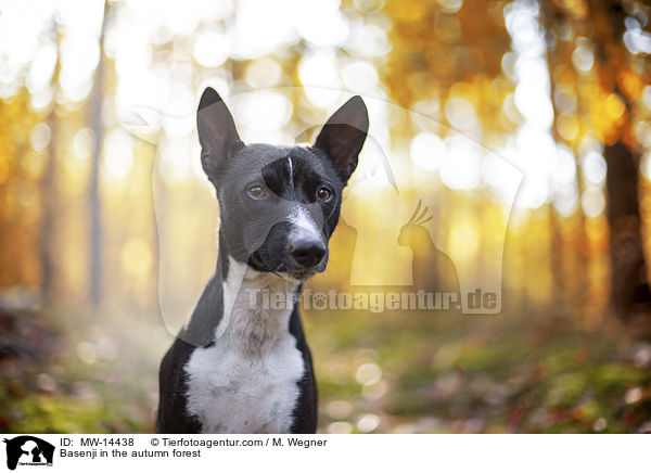 Basenji in the autumn forest / MW-14438