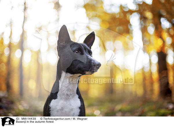 Basenji in the autumn forest / MW-14439