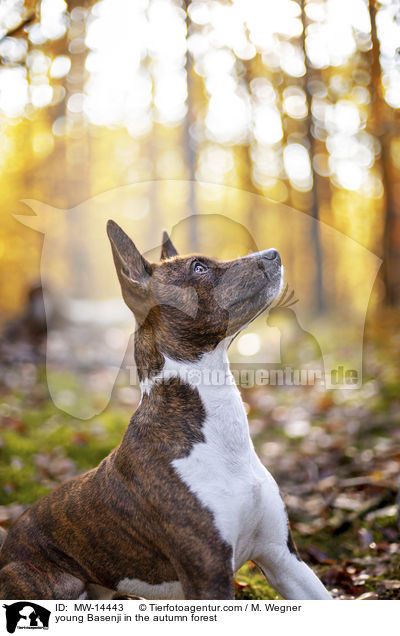 young Basenji in the autumn forest / MW-14443
