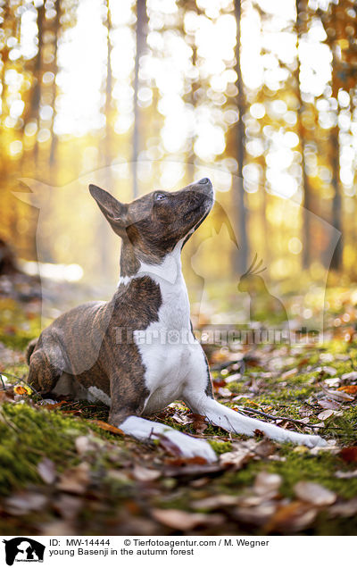 young Basenji in the autumn forest / MW-14444