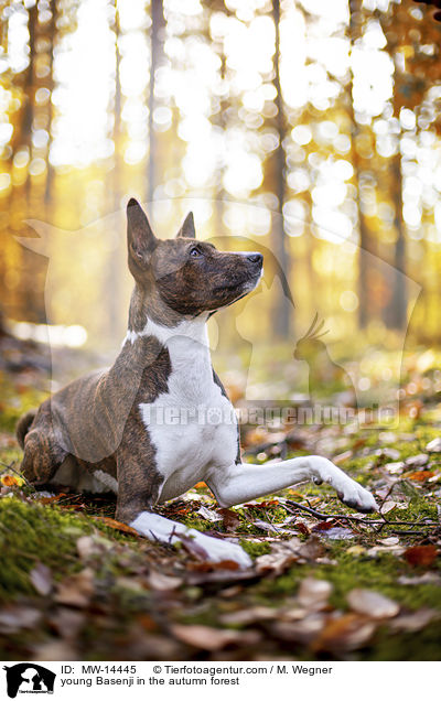 young Basenji in the autumn forest / MW-14445
