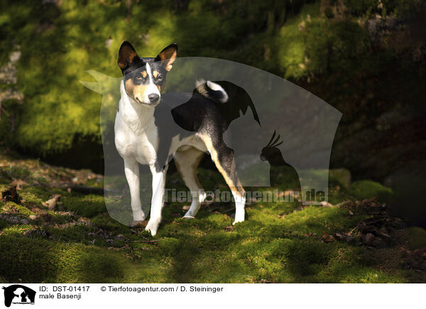 male Basenji / DST-01417