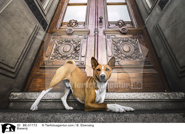 Basenji / BE-01172