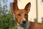 Basenji Portrait