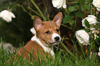 Basenji puppy