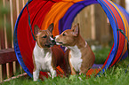 Basenji puppy