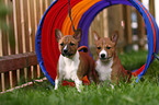 Basenji puppy