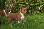 Basenji puppy