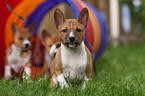 Basenji puppy