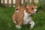 Basenji puppy