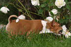 Basenji puppy