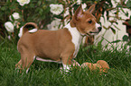 Basenji puppy