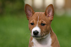 Basenji Portrait