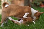 Basenji puppy