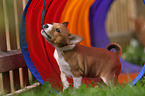 Basenji puppy