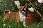 Basenji puppy