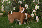 Basenji puppy