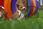 Basenji puppy