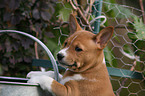 Basenji puppy