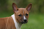 Basenji Portrait