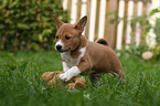 running Basenji puppy